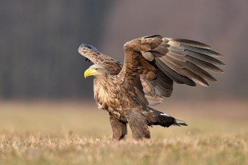 White tailed eagle (Haliaeetus albicilla)