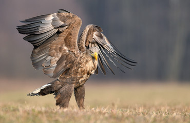 White tailed eagle (Haliaeetus albicilla)