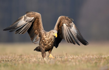 White tailed eagle (Haliaeetus albicilla)
