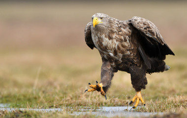 White tailed eagle (Haliaeetus albicilla)