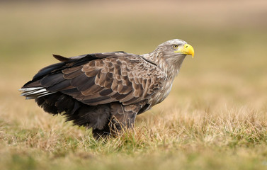White tailed eagle (Haliaeetus albicilla)