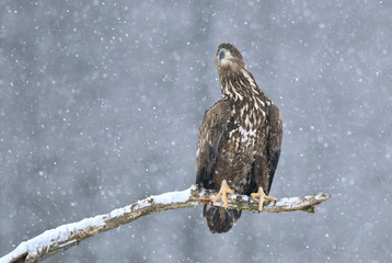 White tailed eagle (Haliaeetus albicilla)