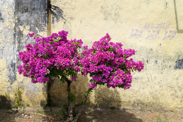 flowers and wall