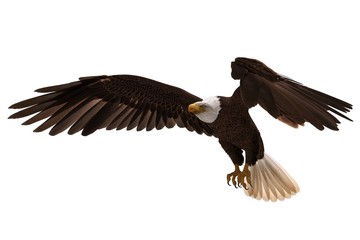 Obraz premium Bald eagle flying isolated on white 3d illustration