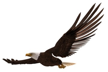 Bald eagle flying isolated on white 3d illustration