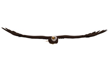 Bald eagle flying isolated on white 3d illustration