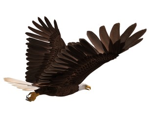 Bald eagle flying isolated on white 3d illustration