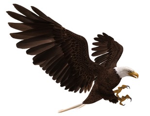 Bald eagle flying isolated on white 3d illustration