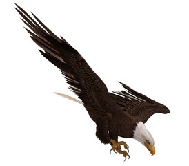 Bald eagle flying isolated on white 3d illustration