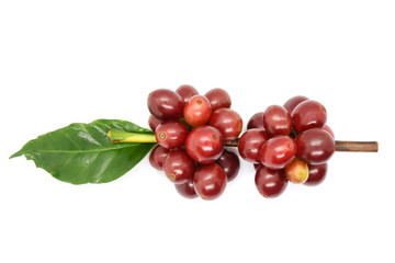 Coffee berries and leaves coffee on branch on white background.
