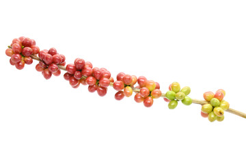 Coffee berries red green on white background.