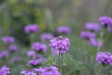 Purple Flowers in a Field