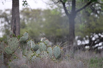 Cactus 2.0