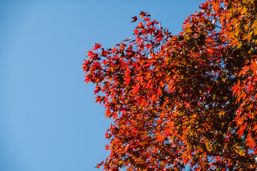 Autumn landscape. Bright colored maple leaves with blue sky background in Japan.