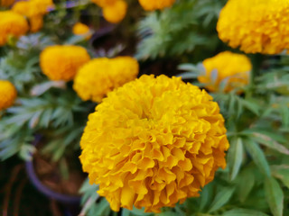 Close up of beautiful Marigold flower in the garden.