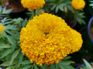 Close up of beautiful Marigold flower in the garden.