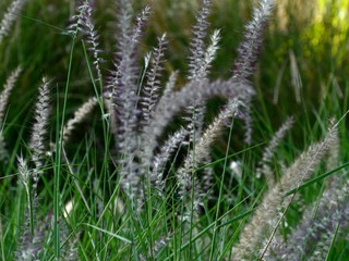 Medium close up of Feathery stalks in a roadside garden