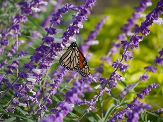 A butterfly sips nectar from lavender flowers in a garden