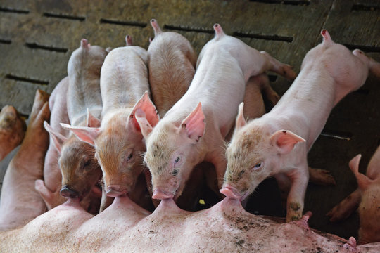 Mother pig Feeding Piglet  little piglets on the farm