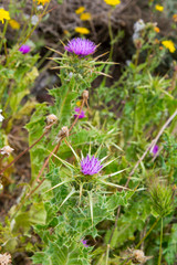 Milk thistle flowering in the spring meadow