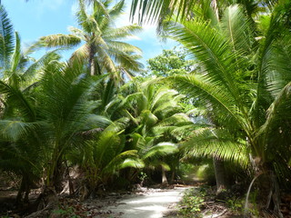 Path in the middle of palm trees
