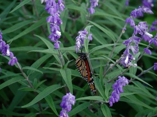 Front shot of a colorful butterfly sipping nectar from lavender flowers