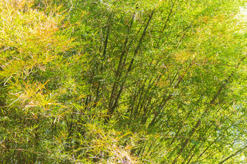 Dense bamboo forest Calming