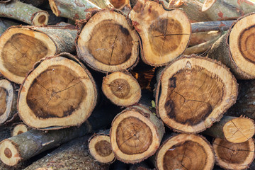 Fototapeta premium Firewood for burning fuel
