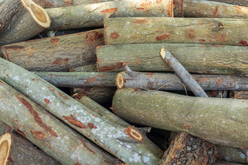 Firewood for burning fuel