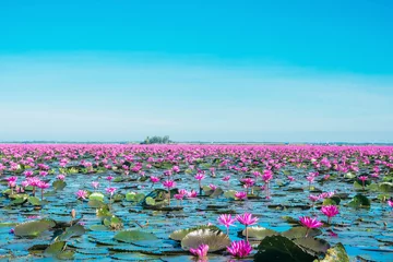 Foto op Canvas Bloom water lily flowers at the lake, Wonderful pink or red water lily landscape mlooming © peangdao