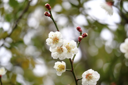 南高梅images Browse 1 140 Stock Photos Vectors And Video Adobe Stock