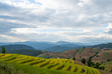 Obraz premium Beautiful rice terraces in Pa Bong Piang