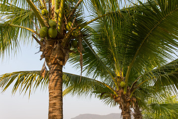 Fototapeta premium coconut tree on background of blue sky