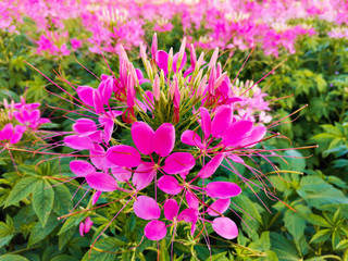 Fototapeta premium Pink Spider flower or Cleome hassleriana in the garden.