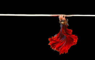 Fototapeta premium The moving moment of Siamese fighting fish,Betta splendens Pla-kad ( biting fish ) Thai isolated on black background.