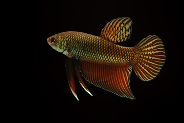 Wild betta fish, Siamese fighting fish, Pla-kad (Biting fish) isolated on black background.