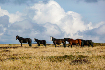 Wild Horses (Brumbies) - Bogong High Plains - Victorian High Country