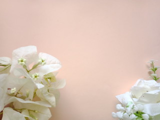 Bougainvillea flowers placed on pink paper