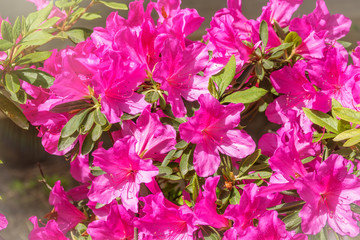 Pink rhododendron blossoms with a beautiful blur