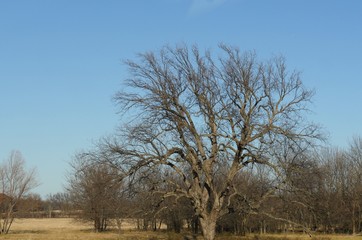 Leafless trees turned brown in winter
