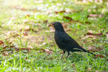 A male blackbird collects worms on a green lawn.