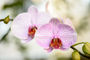 Close-up of a Doritaenopsis Orchid flower