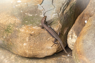 The sand lizard Lacerta agilis sits on a stone