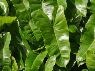 Close up of elephant ear leaves in a garden