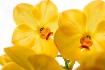 Fototapeta na wymiar Yellow Doritaenopsis Orchid flowers white background