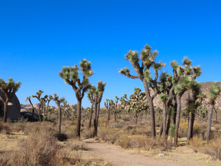 Joshua Tree National Park in California
