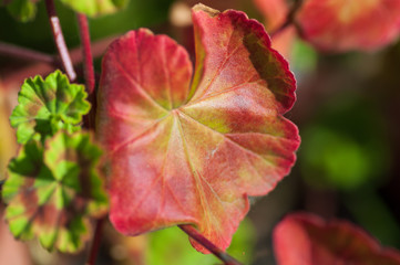 The colored leaf of Pelargonium in close-up. A Geranium-like an evergreen plant