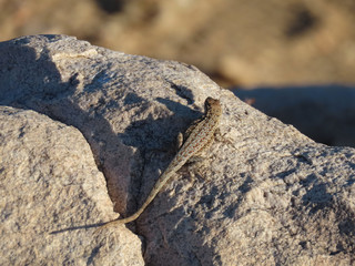 Joshua Tree National Park in California