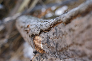 Fototapeta na wymiar Background texture tree trunk in the forest