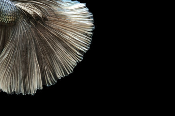 Texture of tail siamese fighting fish, Betta splendens isolated on black background.